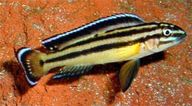 Julidochromis regani - Ngycskos torpedsgr