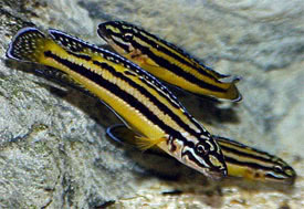 Julidochromis regani - Ngycskos torpedsgr