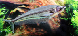 Kryptopterus bicirrhis - Glass catfish