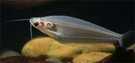 Kryptopterus bicirrhis - Glass catfish