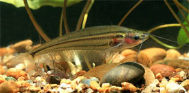 Kryptopterus macrocephalus - Striped glass catfish