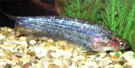 Kryptopterus macrocephalus - Striped glass catfish