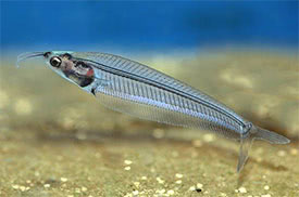 Kryptopterus vitreolus - Asian Glass Catfish