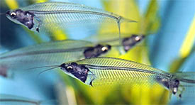Kryptopterus vitreolus - Asian Glass Catfish