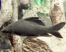 Labeo chrysophekadion - Fekete rojtosszj hal