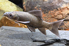 Labeo chrysophekadion - Fekete rojtosszj hal