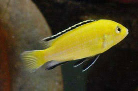 Labidochromis caeruleus - Yellow labid