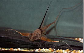 Lamontichthys filamentosus - Sturgeon Catfish