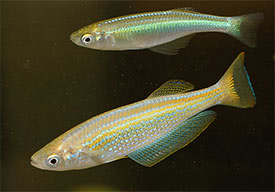 Lamprichthys tanganicanus - Tanganyika Killifish