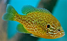 Lepomis gibbosus - Pumpkinseed, Common Sunfish