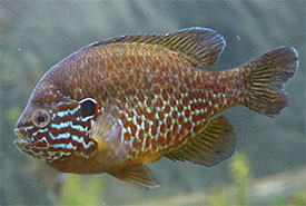 Lepomis gibbosus - Pumpkinseed, Common Sunfish