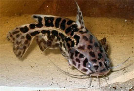 Liosomadoras oncinus - Jaguar catfish