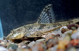 Rineloricaria microlepidogaster - Whiptail catfish