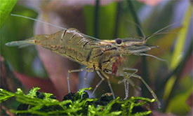 Macrobrachium lanchesteri - Glass shrimp, Ghost shrimp