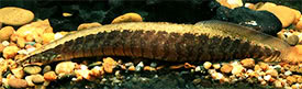 Macrognathus circumcinctus - Half-banded Spiny Eel
