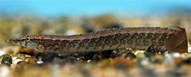 Macrognathus circumcinctus - Half-banded Spiny Eel