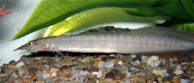 Macrognathus siamensis - Peacock Eel
