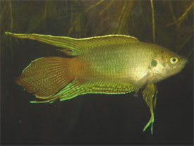 Macropodus ocellatus - Roundtail Paradise Fish