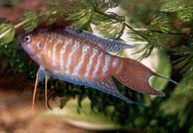 Macropodus opercularis - Paradise fish
