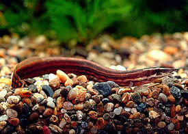 Mastacembelus erythrotaenia - Fire Eel