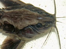 Megalodoras uranoscopus - Giant Raphael Catfish