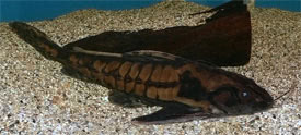 Megalodoras uranoscopus - Giant Raphael Catfish