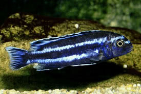 Melanochromis johannii - Indigsgr