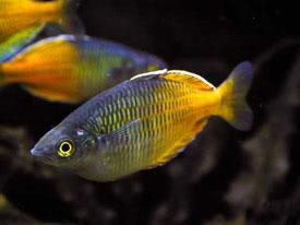 Melanotaenia boesemani - Boeseman's rainbowfish