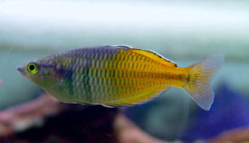 Melanotaenia boesemani - Boeseman's rainbowfish