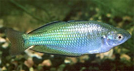 Melanotaenia fluviatilis - Australian Rainbowfish
