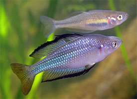Melanotaenia fluviatilis - Australian Rainbowfish