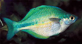 Melanotaenia lacustris - Lake Kutubu Rainbowfish