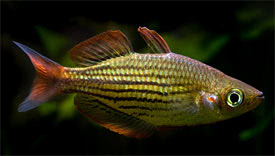 Melanotaenia maccullochi - Dwarf Rainbowfish