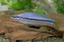 Melanotaenia nigrans - Dark Australian Rainbowfish