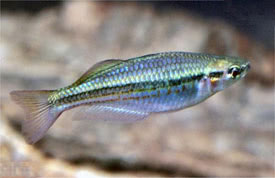 Melanotaenia nigrans - Dark Australian Rainbowfish