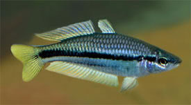 Melanotaenia nigrans - Feketeszj szivrvnyhal