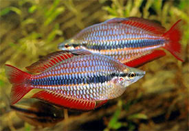 Melanotaenia trifasciata - Jewel Rainbowfish, Banded Rainbowfish