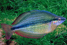 Melanotaenia trifasciata - Jewel Rainbowfish, Banded Rainbowfish