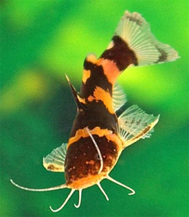 Microglanis iheringi - South Amrican Bumblebee Catfish