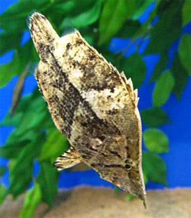 Monocirrhus polyacanthus - Levlhal