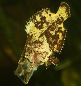 Monocirrhus polyacanthus - Levlhal