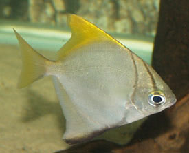 Monodactylus argenteus - Mono, Fingerfish