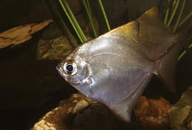 Monodactylus argenteus - Mono, Fingerfish