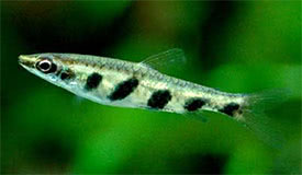 Nannostomus espei - Barred Pencilfish