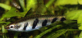 Nannostomus espei - Barred Pencilfish