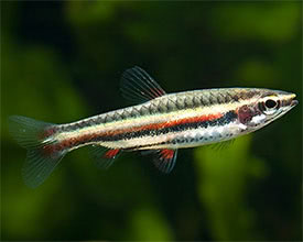Nannostomus marginatus - Háromsávos törpeszájú hal