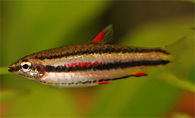 Nannostomus marginatus - Svozott trpeszj hal