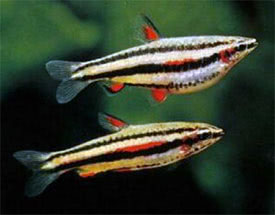Nannostomus marginatus - Svozott trpeszj hal