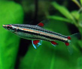 Nannostomus trifasciatus - Hromcskos trpeszj hal