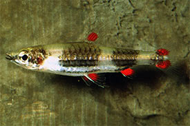 Nannostomus trifasciatus - Three-lined Pencilfish